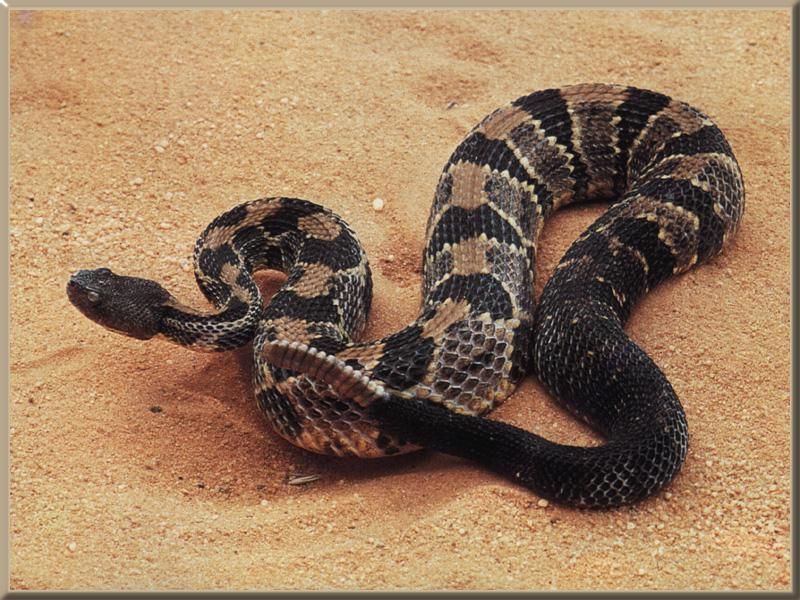 Check For A Wide, Triangular Head And Thick Body
