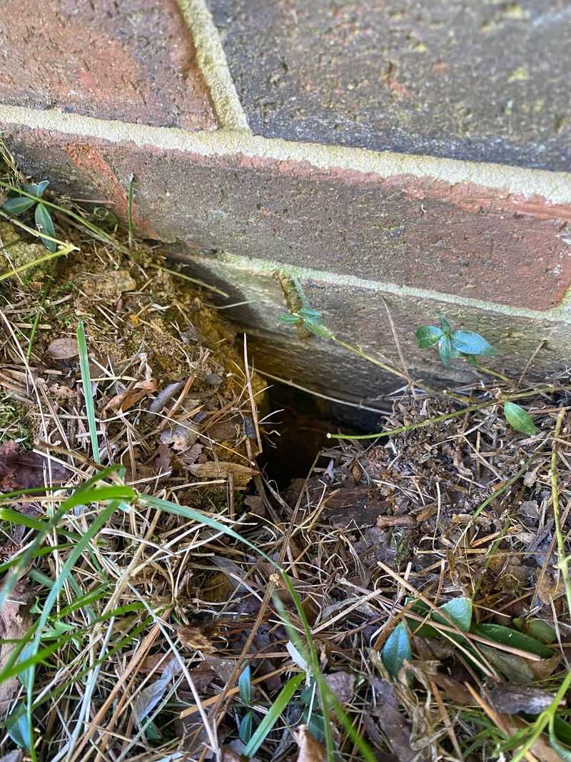 Check For Burrows Near Trees And Foundations