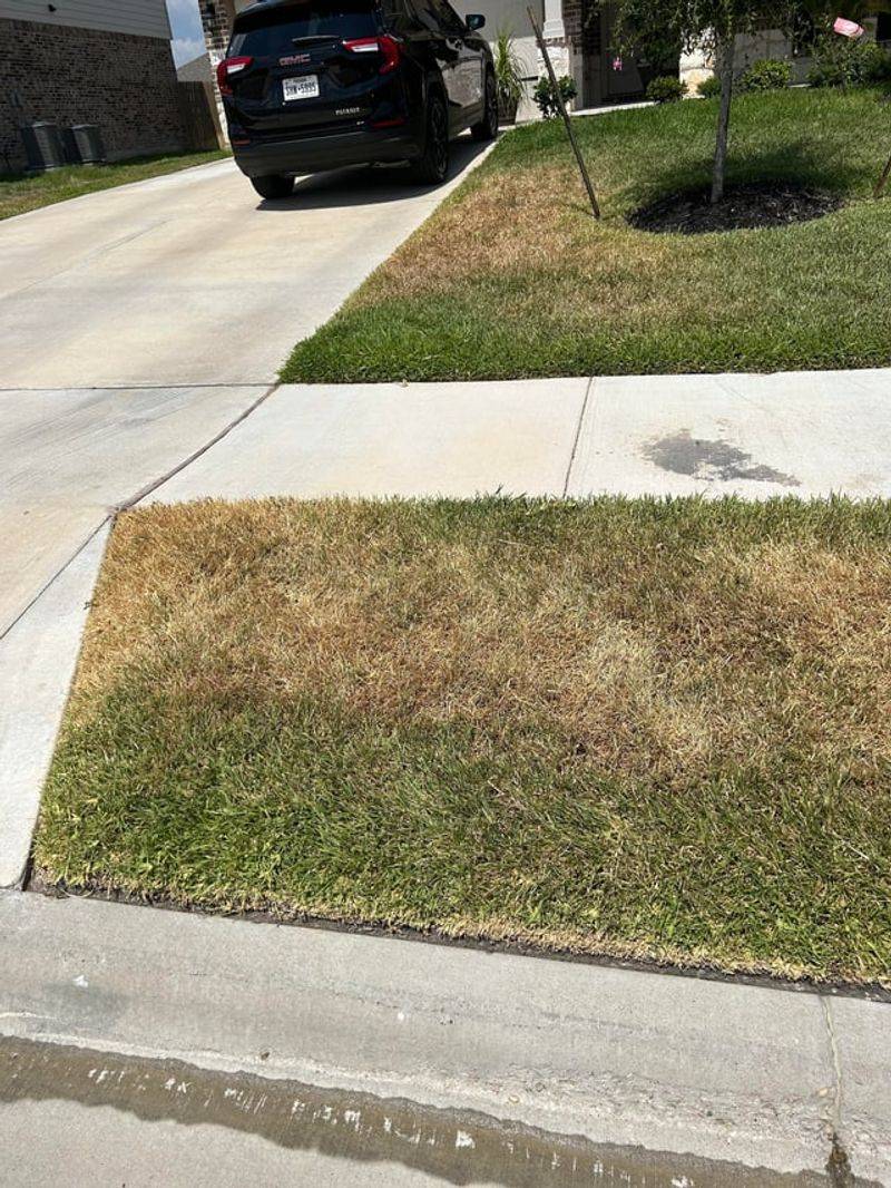Check For Chinch Bug Damage