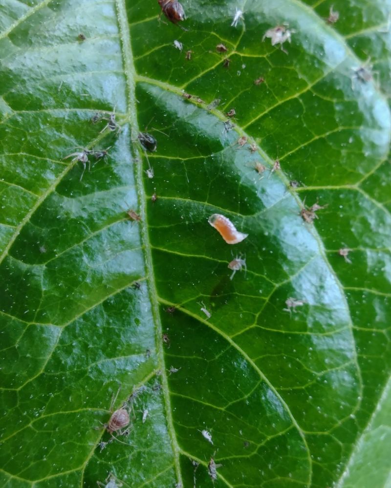 Check For Citrus Pests Check For Citrus Pests