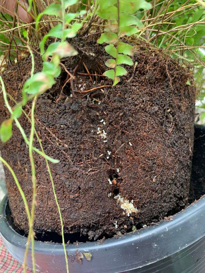 Check For Fire Ants In Containers
