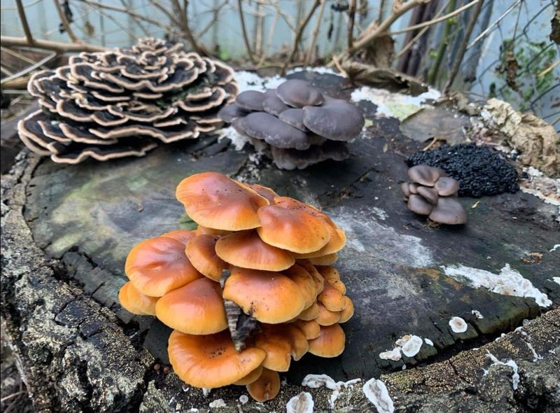 Check For Fungal Growth Around The Base First Check For Fungal Growth Around The Base First