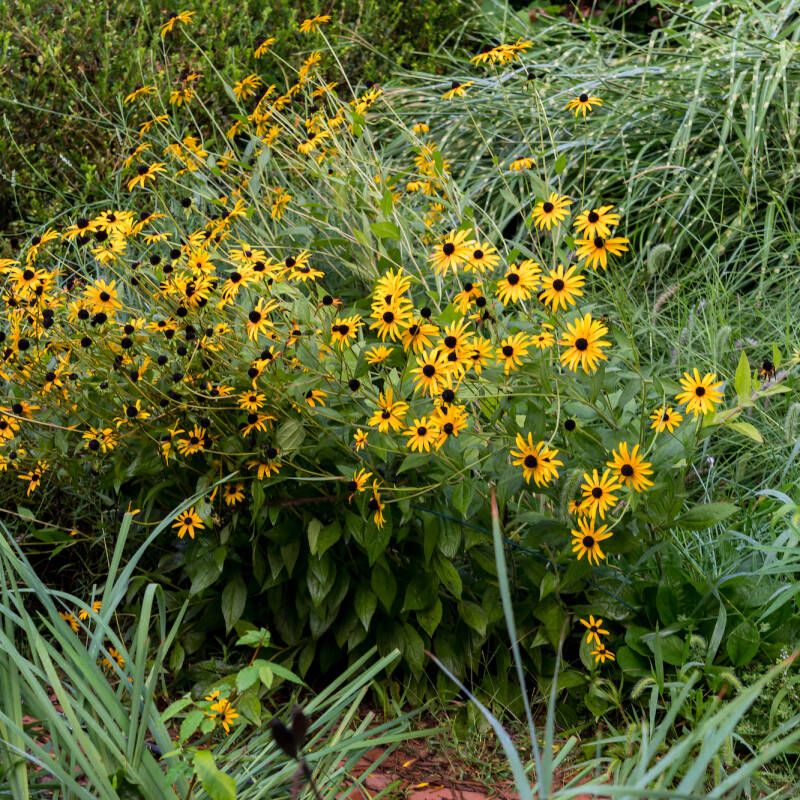 Check For Overcrowded Clumps