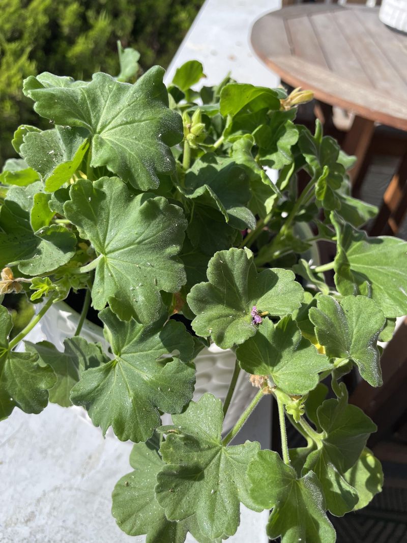 Check For Pests And Root Problems Check For Pests And Root Problems