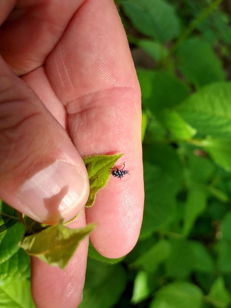 Check For Pests And Stress Check For Pests And Stress