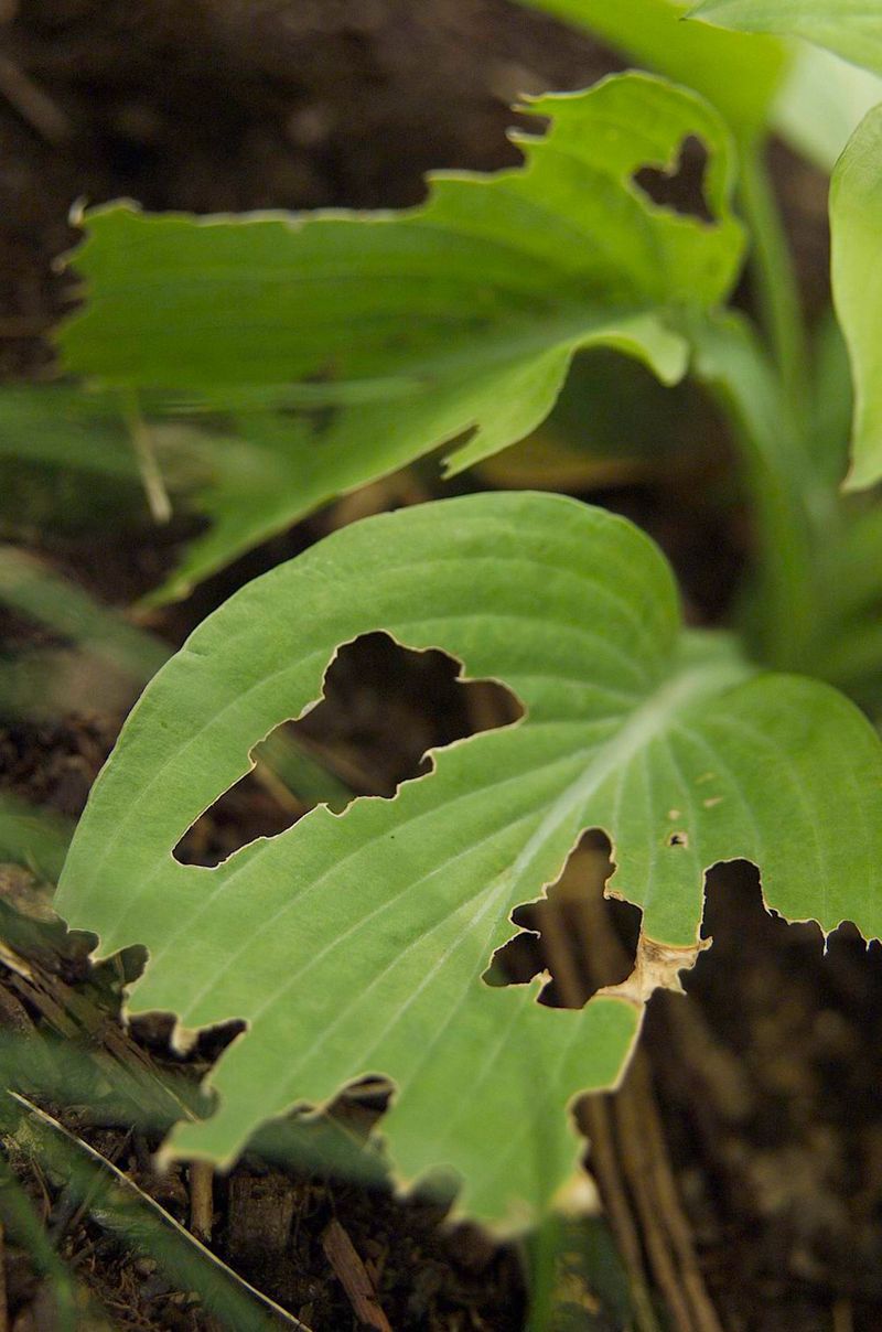 Check For Pests Before Winter Dormancy Check For Pests Before Winter Dormancy