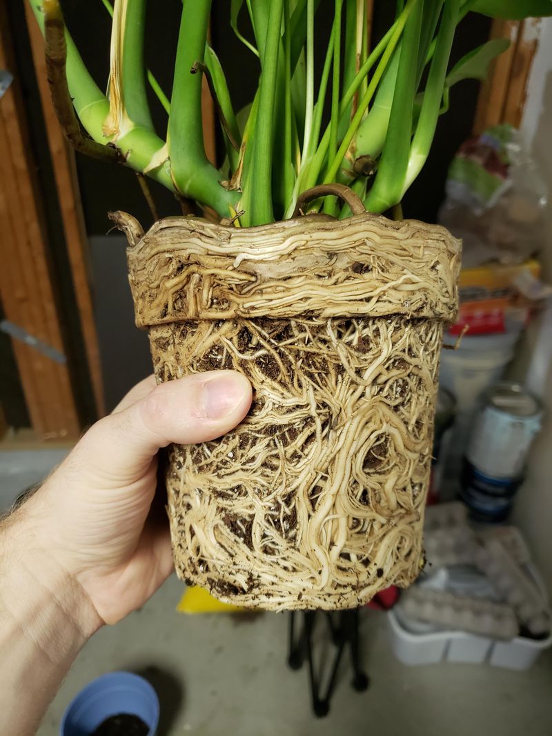 Check For Roots Filling The Entire Pot