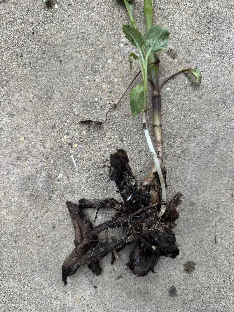 Check For Rot After Wet Weather