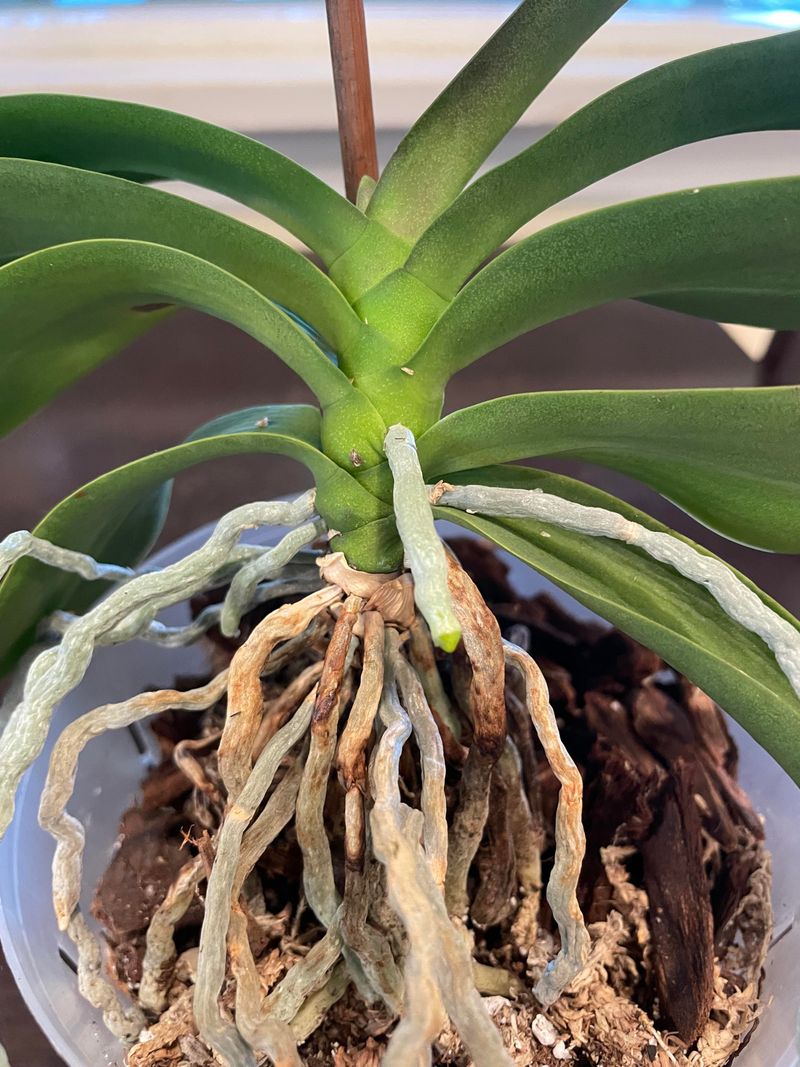 Check For Rot Before Giving Another Drink