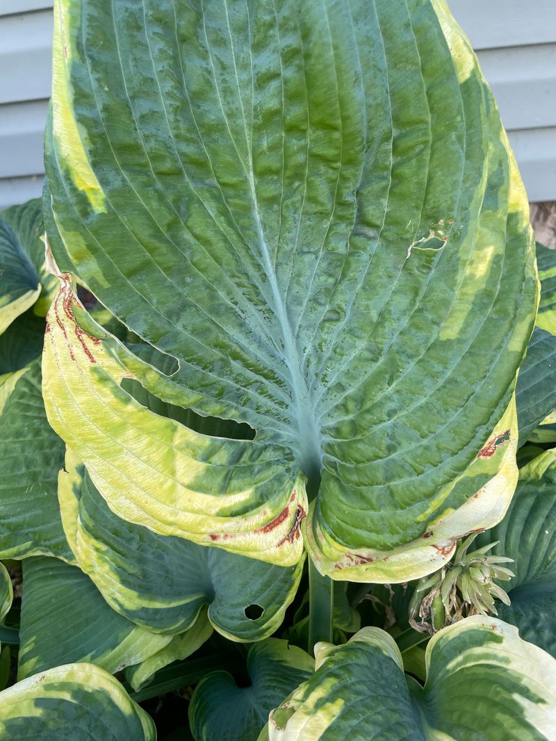 Check For Slugs And Crown Problems