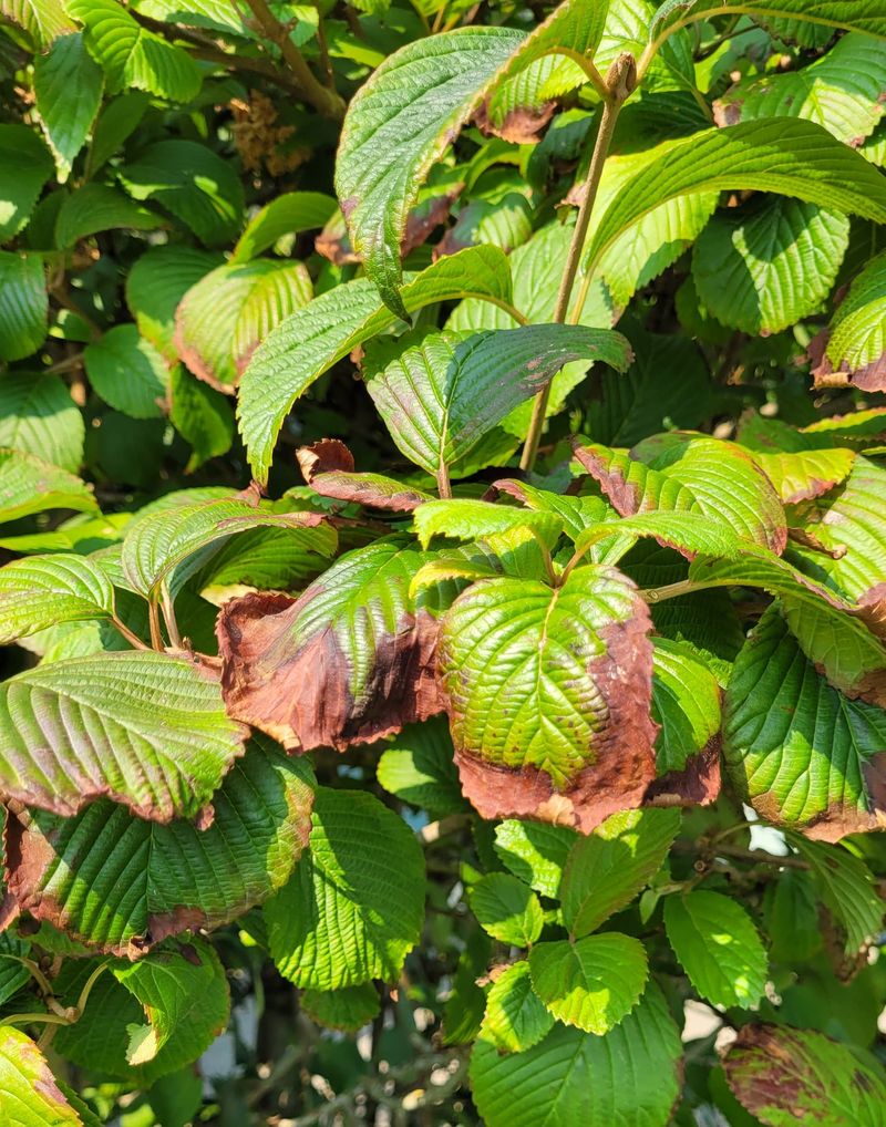 Check For Stress After Summer Heat