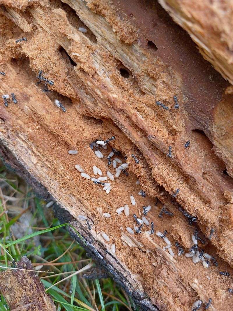 Check For Uninvited Guests Before You Carry Wood Inside