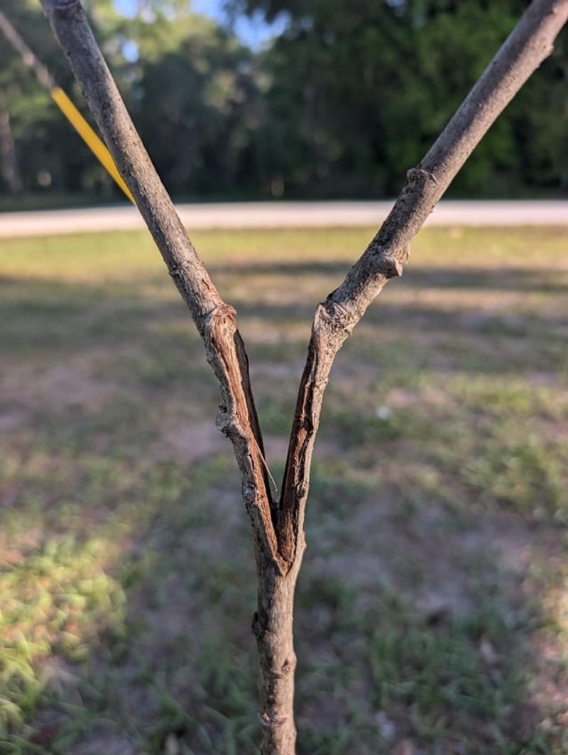 Check For Weak Branch Connections Check For Weak Branch Connections