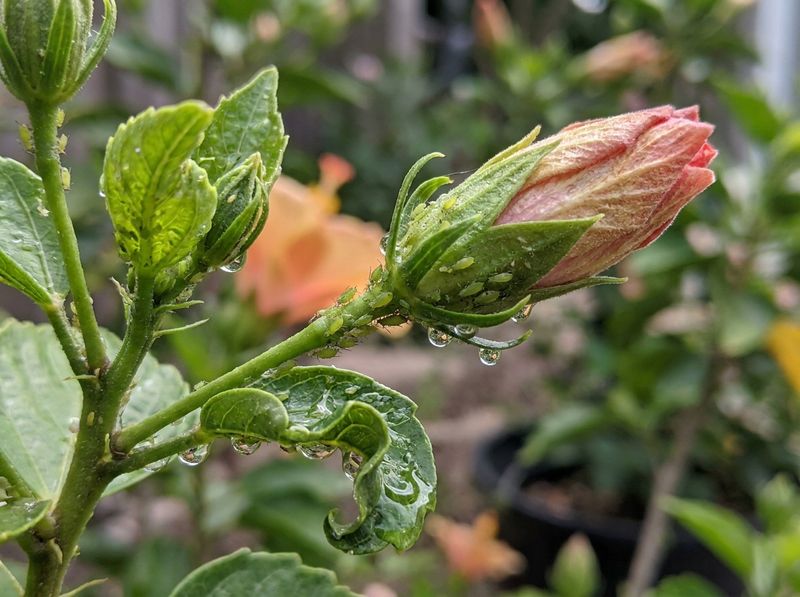 Check Fresh Growth For Aphids And Other Garden Pests