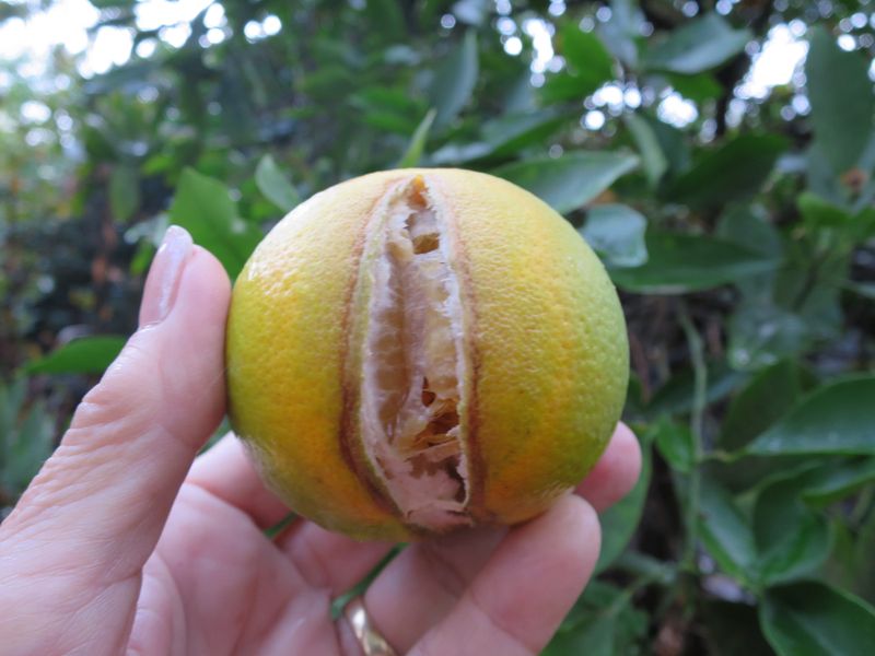 Check Fruit For Sunburn And Damage