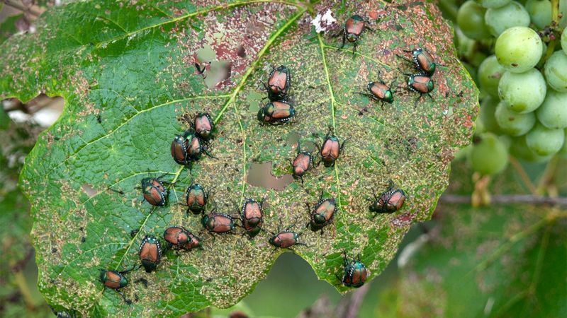 Check Garden Plants For Late Season Pests