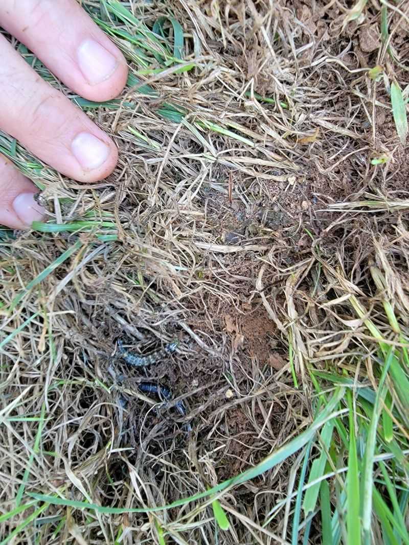 Check Grass Blades For Hidden Armyworm Activity