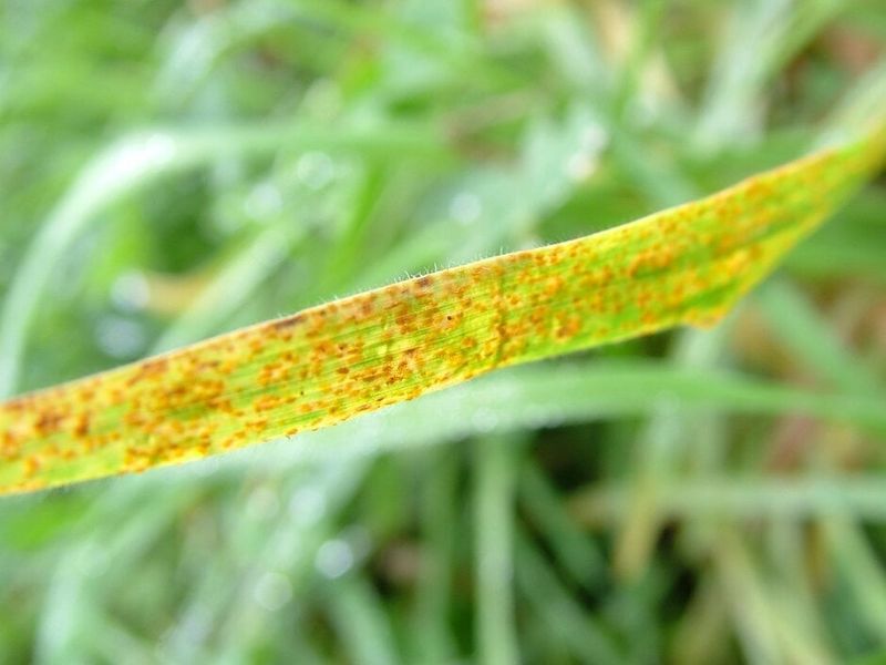 Check Grass Blades For Telltale Symptoms
