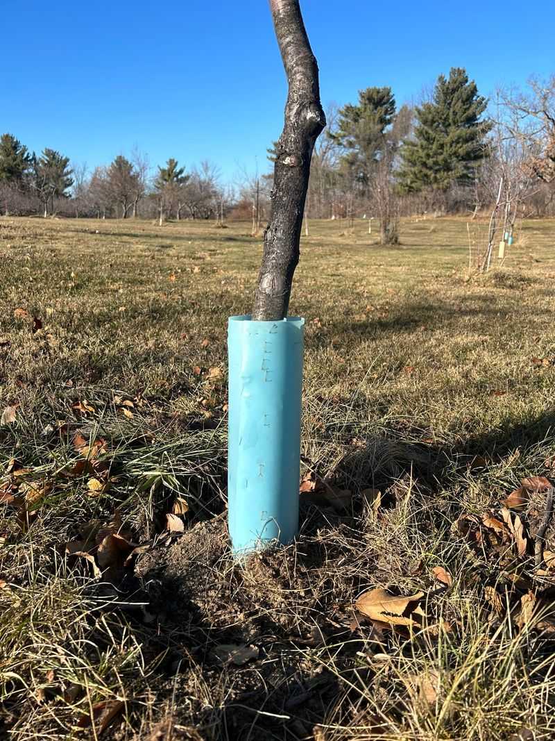 Check Guards Through Winter And Adjust In Spring Check Guards Through Winter And Adjust In Spring