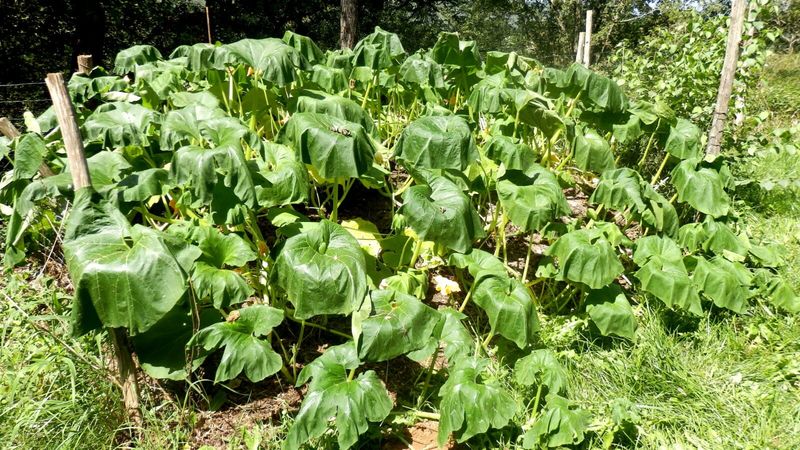 Check If Plants Recover By Evening Check If Plants Recover By Evening