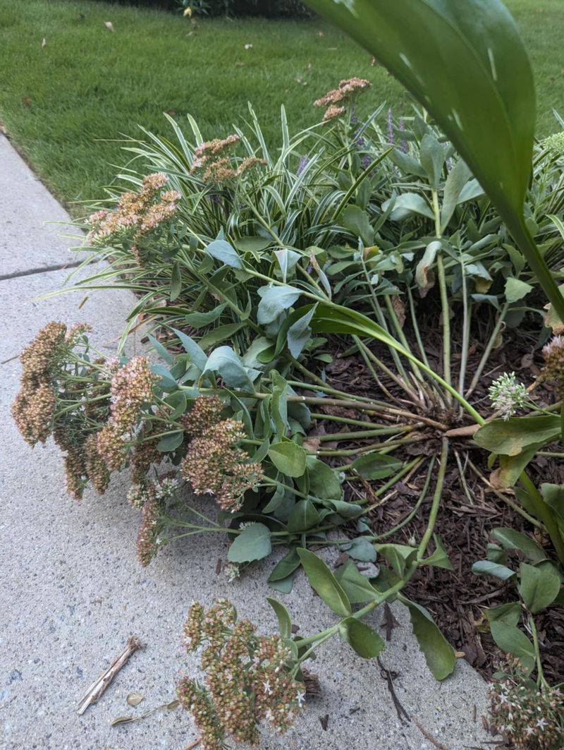 Check If The Plant Needs Dividing
