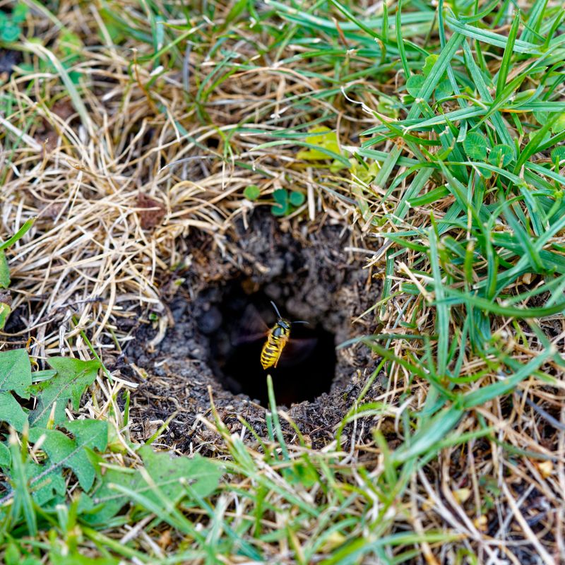 Check Lawn Areas With Small Ground Openings