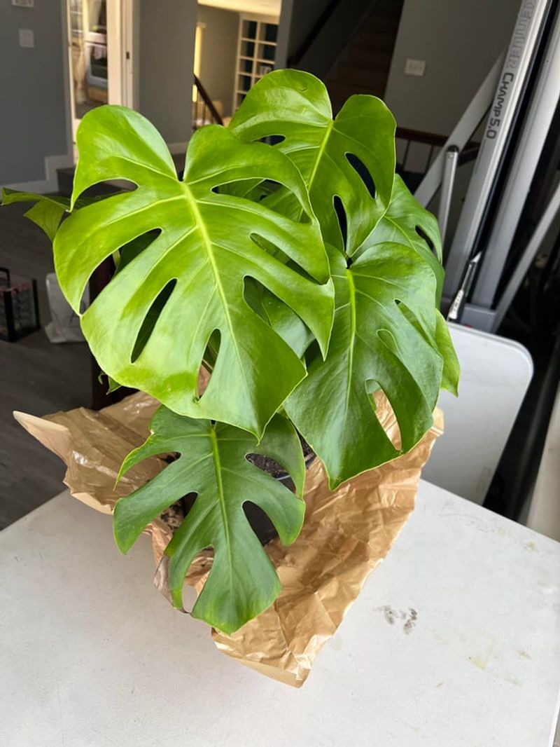 Check Leaves And Stems Carefully Before Moving Anything Check Leaves And Stems Carefully Before Moving Anything