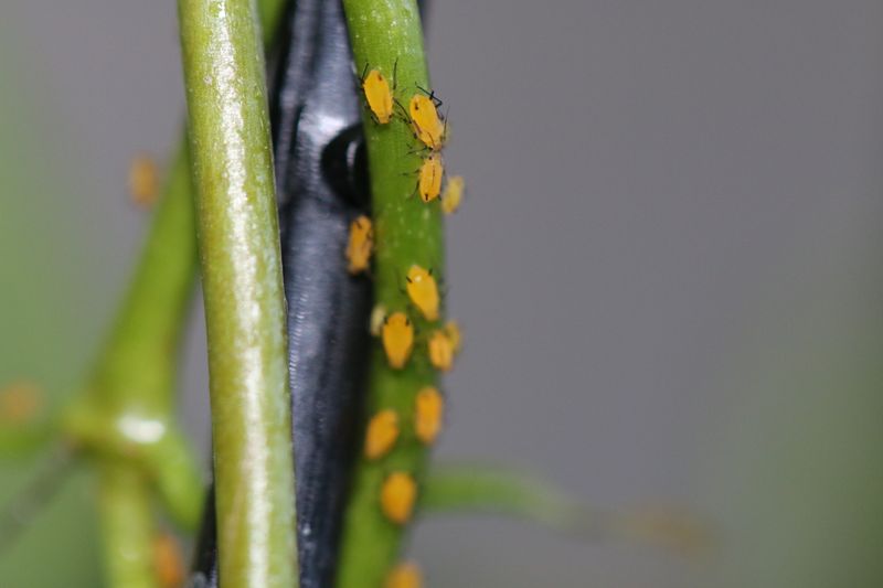 Check Leaves And Stems For Pests Before The Move
