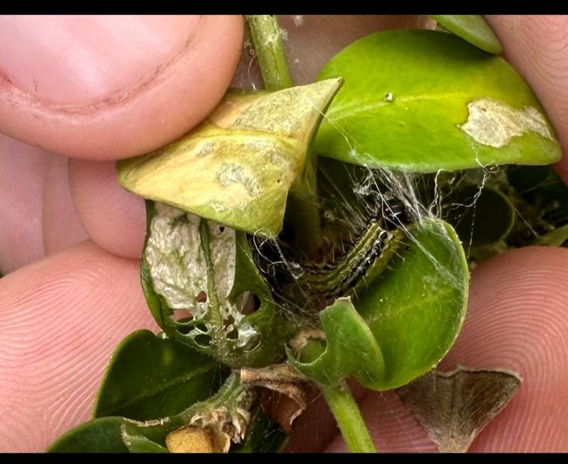 Check Leaves For Caterpillar Feeding Check Leaves For Caterpillar Feeding