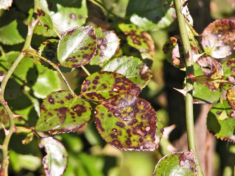 Check Leaves For Late-Season Problems Check Leaves For Late-Season Problems