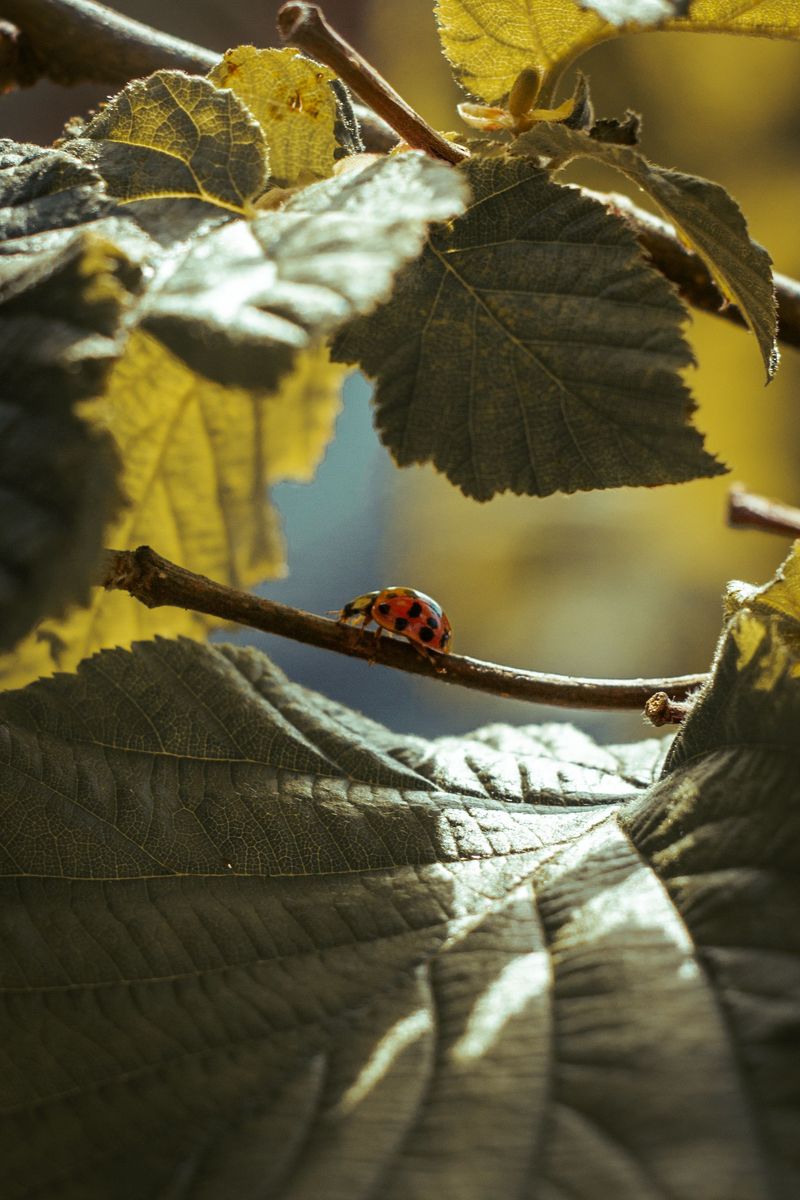 Check Leaves Weekly For Sneaky Pests Check Leaves Weekly For Sneaky Pests