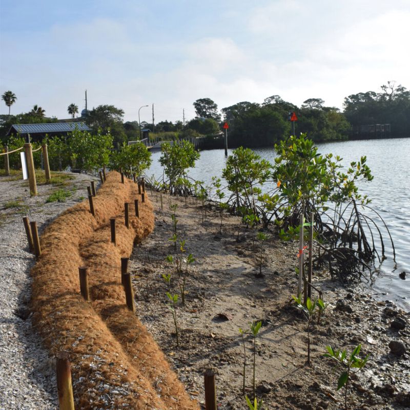 Check Local Mangrove Authority Before Starting A Shoreline Project Check Local Mangrove Authority Before Starting A Shoreline Project