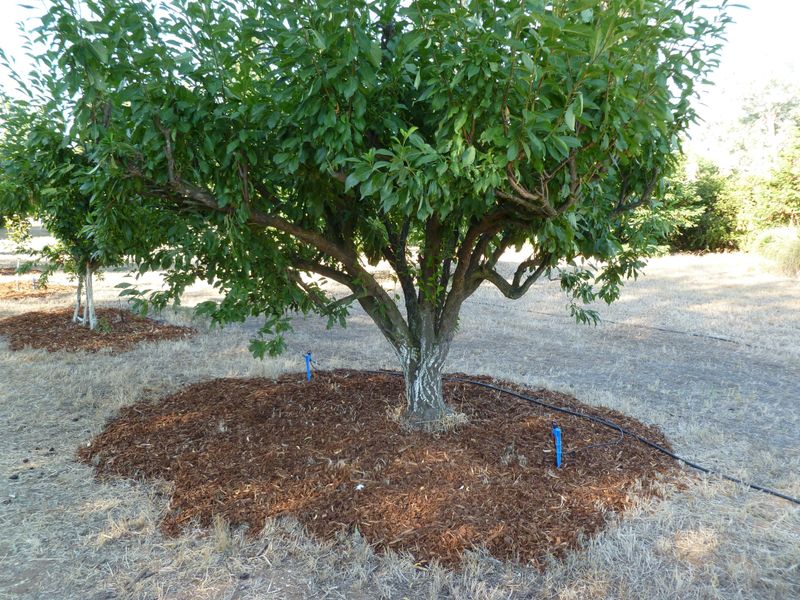 Check Mulch Around The Root Zone