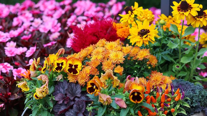 Check Mums Before They Start To Wilt Check Mums Before They Start To Wilt