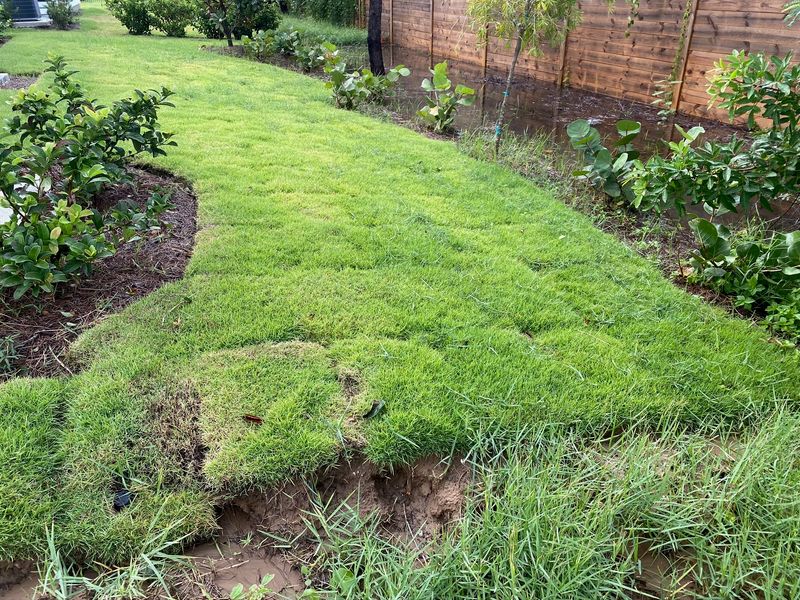 Check Nearby Turf For New Torpedograss Shoots