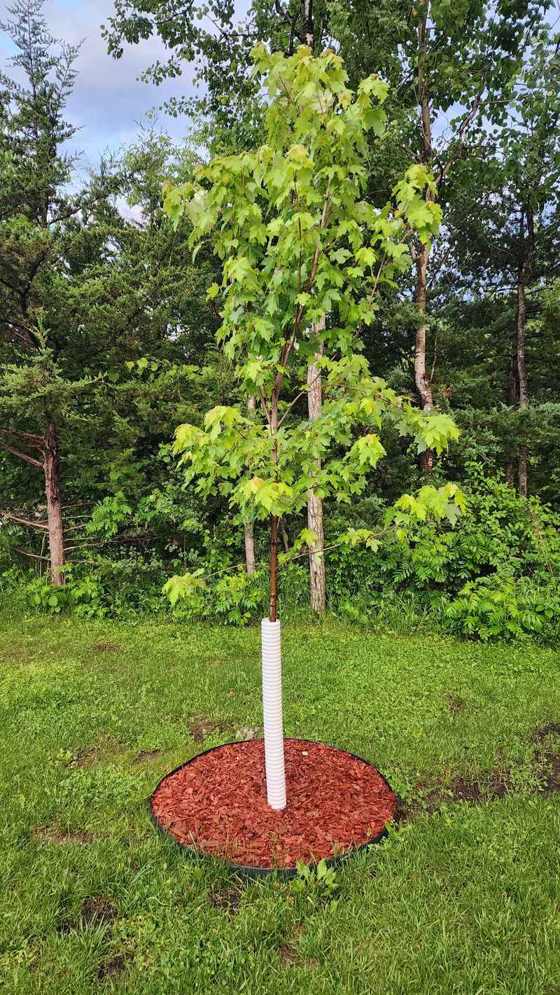 Check New Plantings Before Winter Settles In