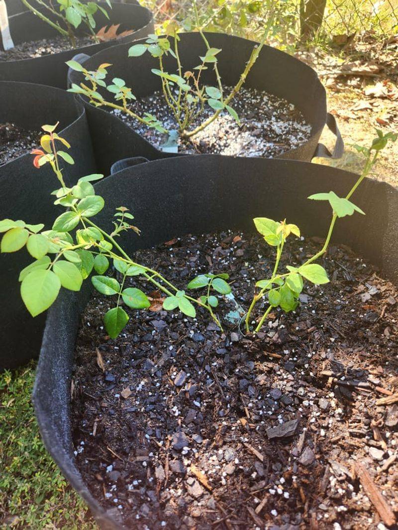 Check Plants For Winter-Ready Growth Check Plants For Winter-Ready Growth