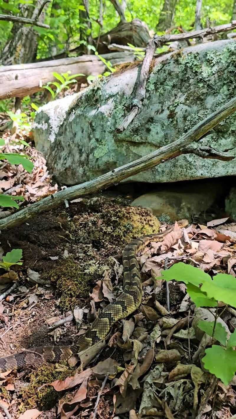 Check Rocky, Wooded Slopes For Their Preferred Habitat
