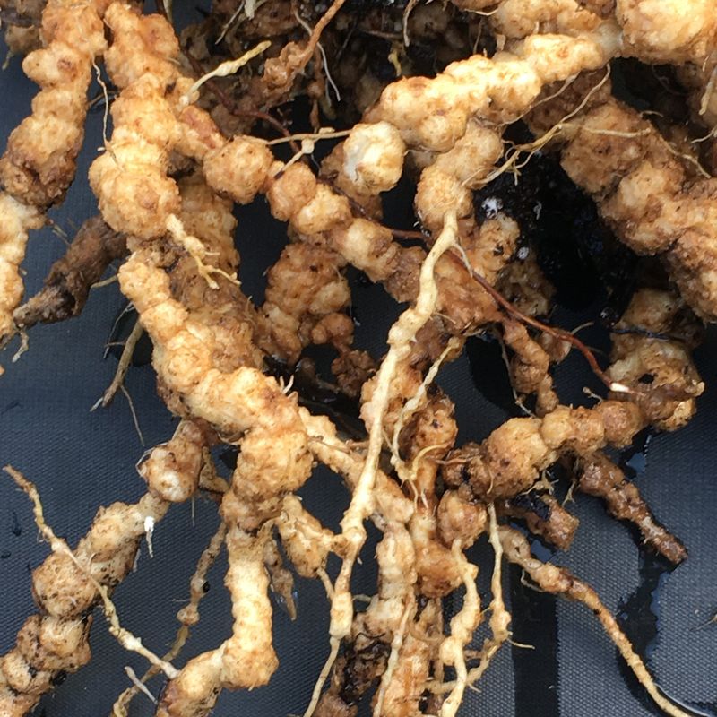 Check Roots Before Deciding Either Way Check Roots Before Deciding Either Way