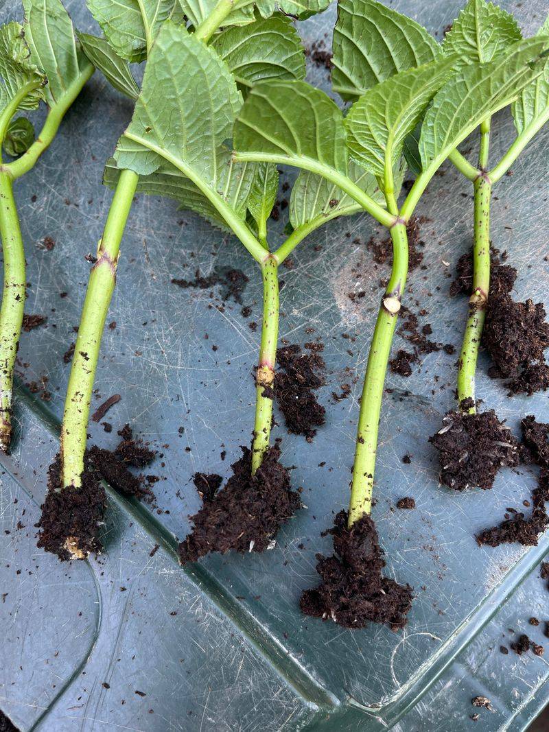 Check Roots Not Just The Weather Check Roots Not Just The Weather