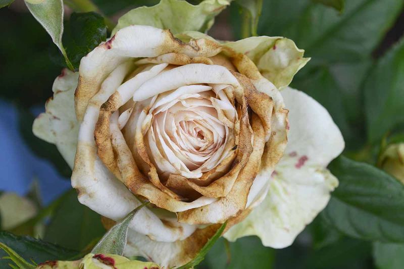 Check Roses For Disease Issues Before Winter Arrives Check Roses For Disease Issues Before Winter Arrives