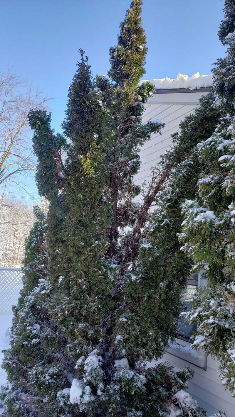 Check Shrubs For Snow And Wind Damage