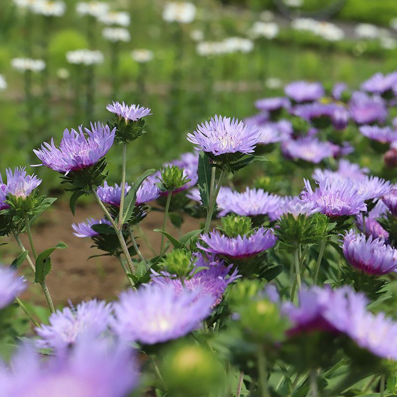 Check Soil Before Watering Check Soil Before Watering