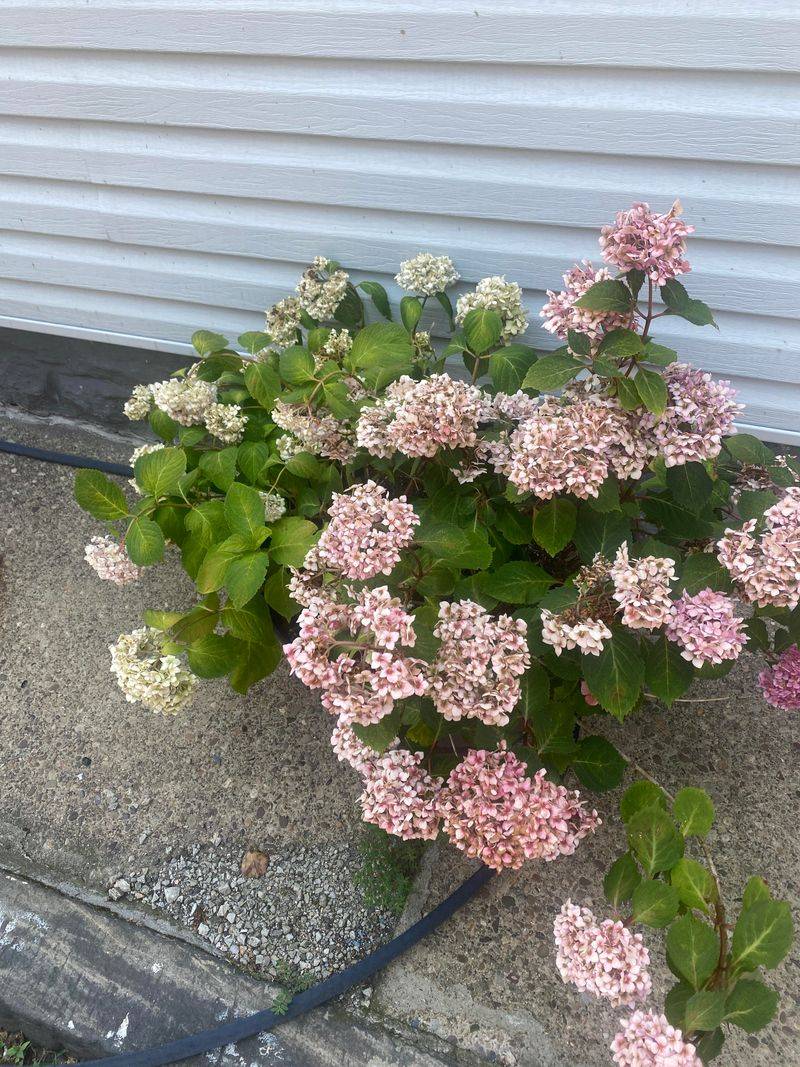 Check Soil Factors That Affect Blooms Check Soil Factors That Affect Blooms