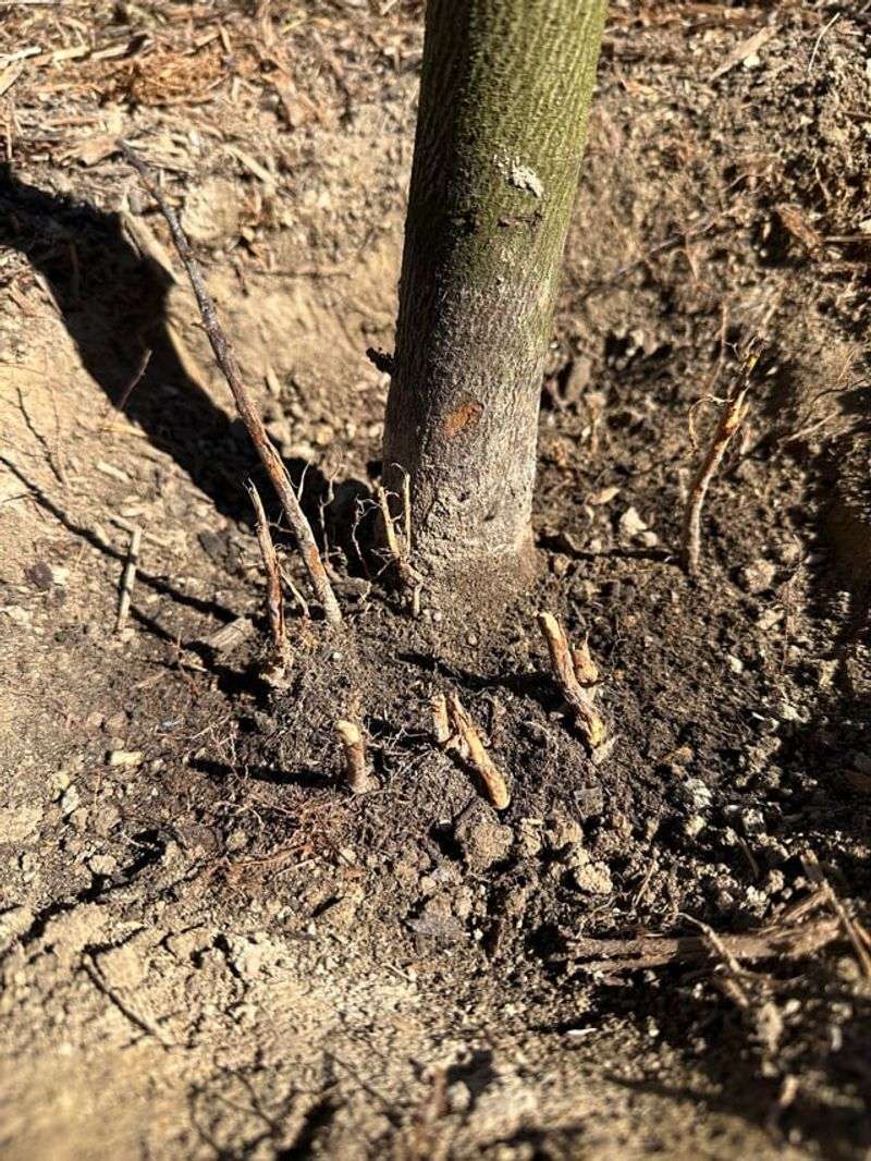 Check Soil Moisture Before Watering Again Check Soil Moisture Before Watering Again