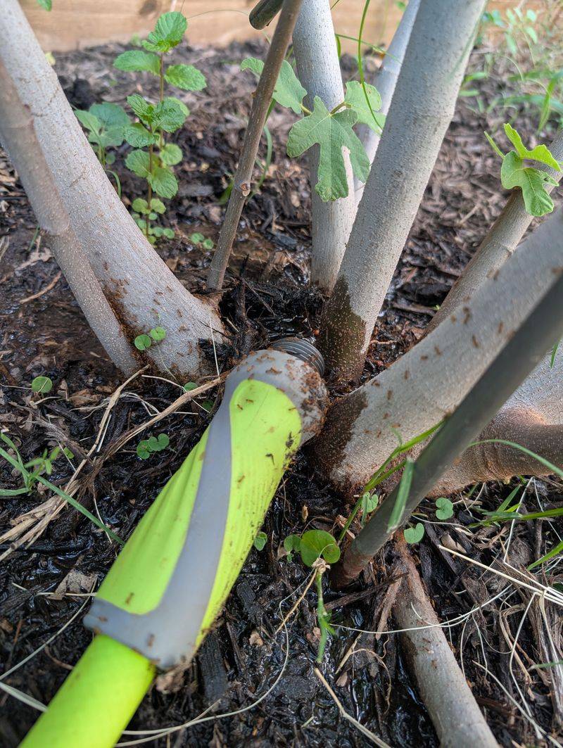 Check Soil Moisture Before Watering
