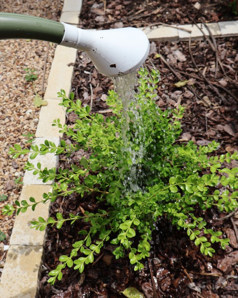 Check Soil Moisture Before Winter
