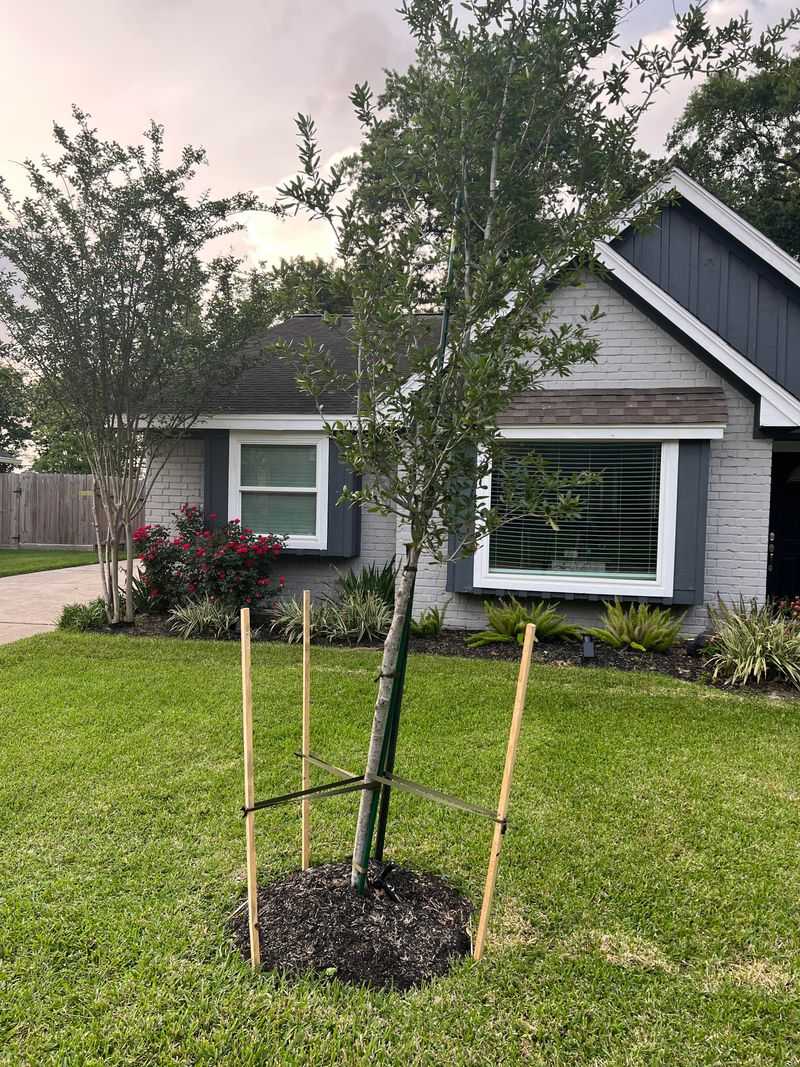 Check Stakes Before Strong Winds Arrive Check Stakes Before Strong Winds Arrive