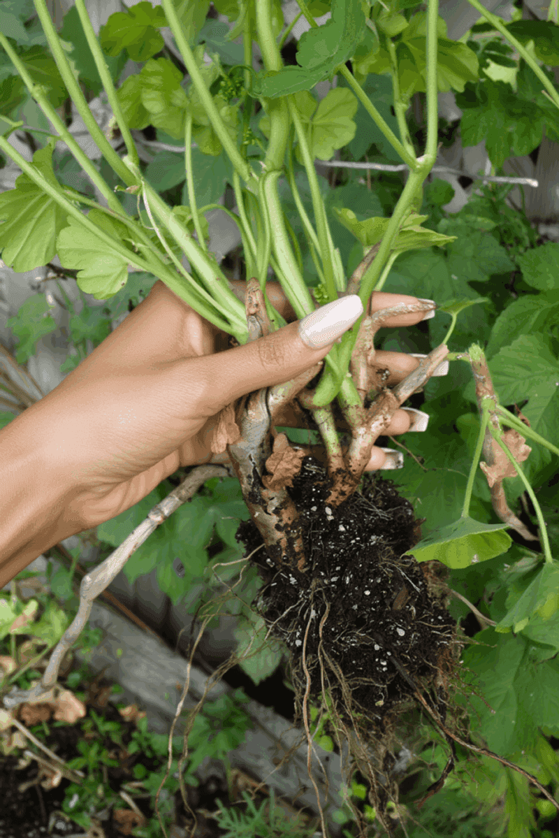 Check Stored Plants Every Month