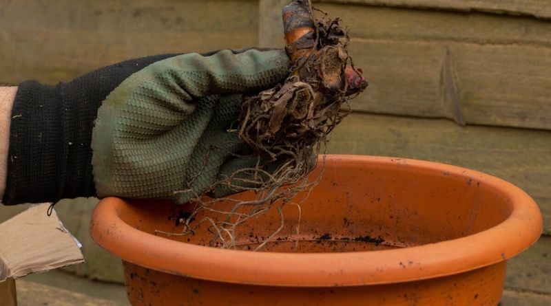 Check Stored Rhizomes For Shriveling Or Rot Check Stored Rhizomes For Shriveling Or Rot